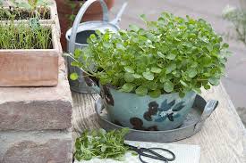 Image result for Brunnenkresse