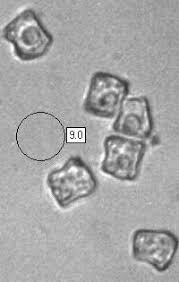 Attēlu rezultāti vaicājumam “Entoloma vernum”