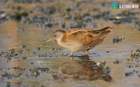 Image result for Porzana parva