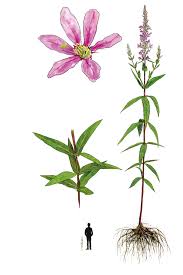 Image result for Blutweiderich