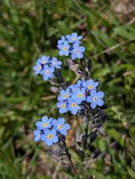Attēlu rezultāti vaicājumam “Myosotis”