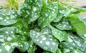 Image result for Lungenkraut