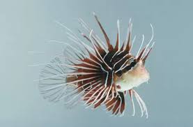 Image result for Pterois radiata