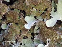 Attēlu rezultāti vaicājumam “Parmelina tiliacea”