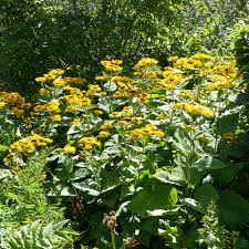 Image result for Telekia speciosa