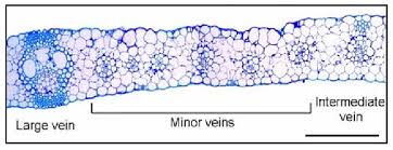 Attēlu rezultāti vaicājumam “Zea mays leaf”