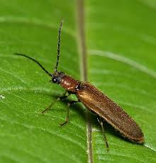 Attēlu rezultāti vaicājumam “Denticollis linearis”