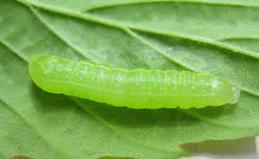 Attēlu rezultāti vaicājumam “Amphipyra”