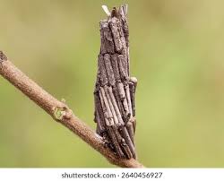 Attēlu rezultāti vaicājumam “Psychidae”