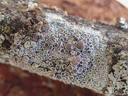 Attēlu rezultāti vaicājumam “Lecanora allophana”