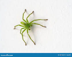 Attēlu rezultāti vaicājumam “Micrommata virescens”