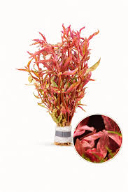 Risultati immagini per bucephalandra pinoh red stem