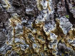 Attēlu rezultāti vaicājumam “Coniophora puteana”