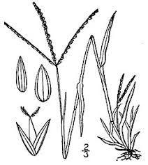 Attēlu rezultāti vaicājumam “Digitaria ischaemum”