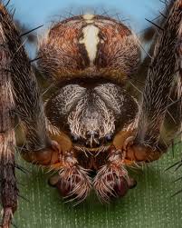Attēlu rezultāti vaicājumam “Araneus diadematus juvenile”