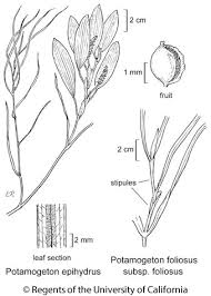 Attēlu rezultāti vaicājumam “Potamogeton praelongus leaf”