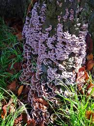 Attēlu rezultāti vaicājumam “Chondrostereum purpureum”