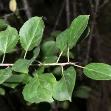 Attēlu rezultāti vaicājumam “Rhamnus cathartica leaf”