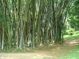 Image result for шри ланка королевский ботанический сад