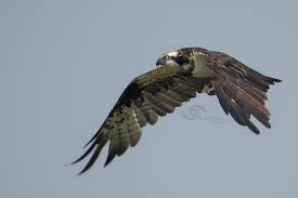 Attēlu rezultāti vaicājumam “Pandion haliaetus adult”