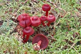 Attēlu rezultāti vaicājumam “Cortinarius sanguineus”