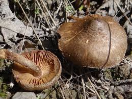 Attēlu rezultāti vaicājumam “Inocybe lanuginosa”