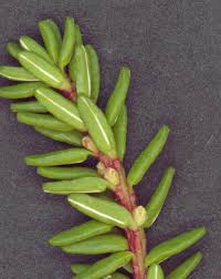 Attēlu rezultāti vaicājumam “Empetrum nigrum flower”