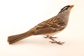 Image result for Zonotrichia leucophrys