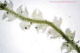 Attēlu rezultāti vaicājumam “Cephalozia connivens”