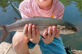 Image result for Liza ramada