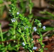 Attēlu rezultāti vaicājumam “Veronica serpyllifolia leaf”