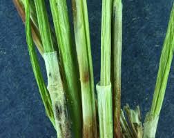Attēlu rezultāti vaicājumam “Eleocharis quinqueflora flower”