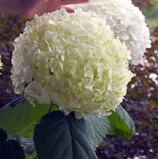Attēlu rezultāti vaicājumam “Hydrangea arborescens”