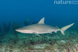 Image result for Carcharhinus acronotus