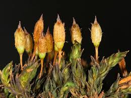 Attēlu rezultāti vaicājumam “Orthotrichum diaphanum sporophyte”