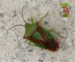 Attēlu rezultāti vaicājumam “Acanthosoma haemorrhoidale”