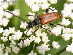 Attēlu rezultāti vaicājumam “Paracorymbia maculicornis”