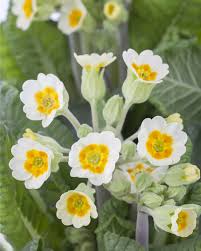 Image result for Schlüsselblumen