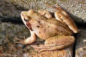 Attēlu rezultāti vaicājumam “Rana temporaria adult”