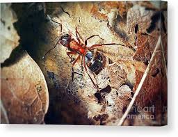 Attēlu rezultāti vaicājumam “Formica rufa”