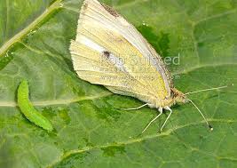 Attēlu rezultāti vaicājumam “Pieris rapae larva”