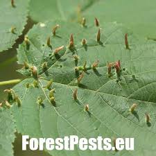 Attēlu rezultāti vaicājumam “Eriophyes tiliae”