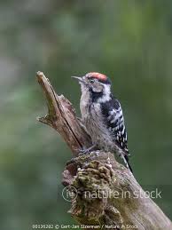 Attēlu rezultāti vaicājumam “Dendrocopos minor male”