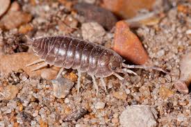 Attēlu rezultāti vaicājumam “Lycogala convexum”