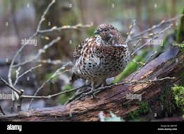 Attēlu rezultāti vaicājumam “Bonasa bonasia eggs”