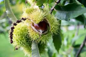 Attēlu rezultāti vaicājumam “Castanea sativa  fruit”