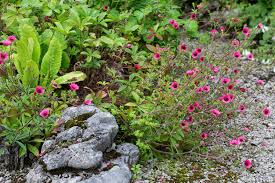 Attēlu rezultāti vaicājumam “Potentilla”