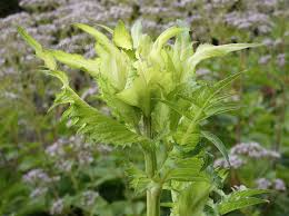 Attēlu rezultāti vaicājumam “Cirsium oleraceum leaf”