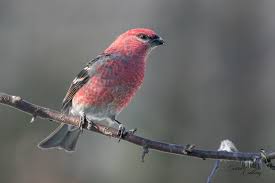 Attēlu rezultāti vaicājumam “Pinicola enucleator”