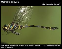 Attēlu rezultāti vaicājumam “Lamproderma puncticulatum macro”